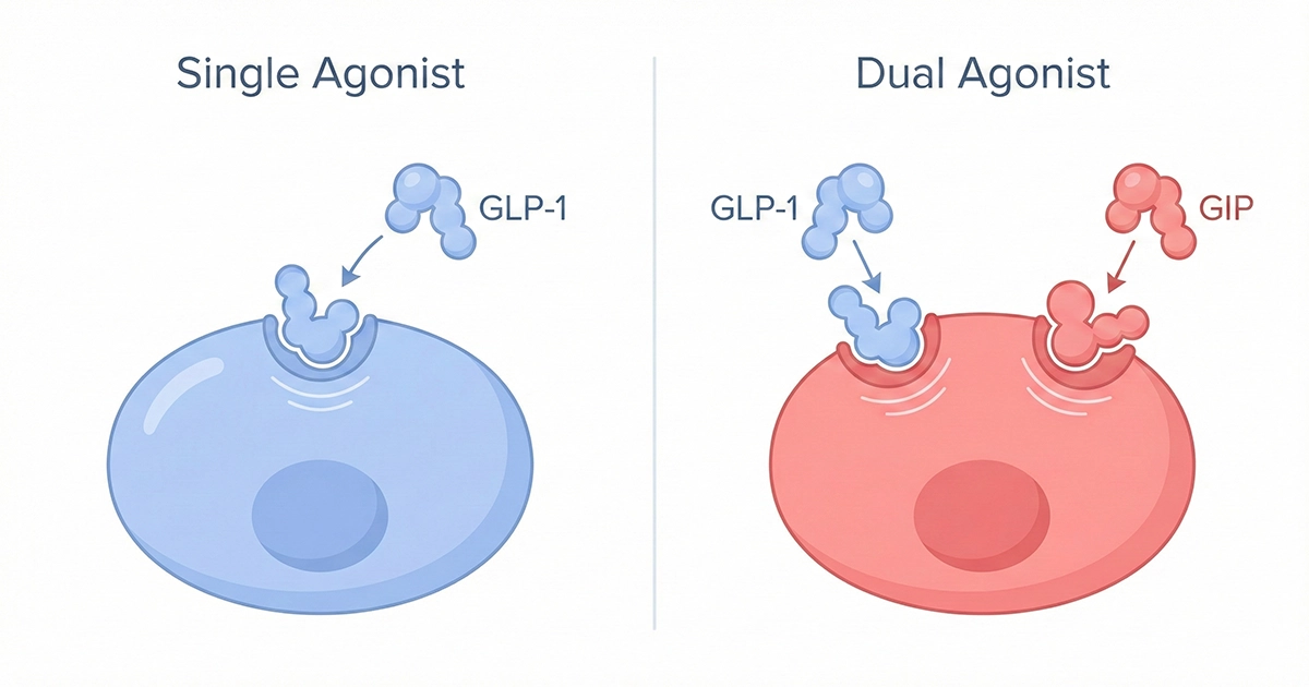 Ozempic vs Mounjaro — Illustration showing Ozempic as a single GLP-1 agonist and Mounjaro as a dual GLP-1 and GIP agonist