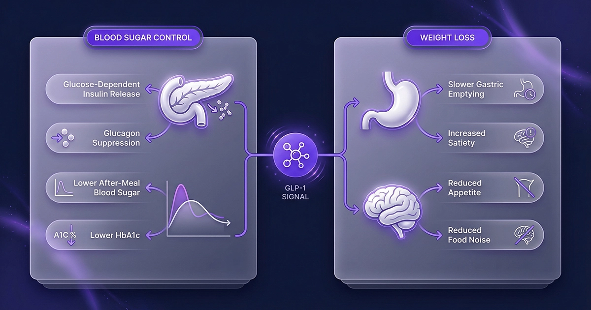 Split medical diagram showing how GLP-1 works for both blood sugar control and weight loss through the pancreas, stomach, and brain.