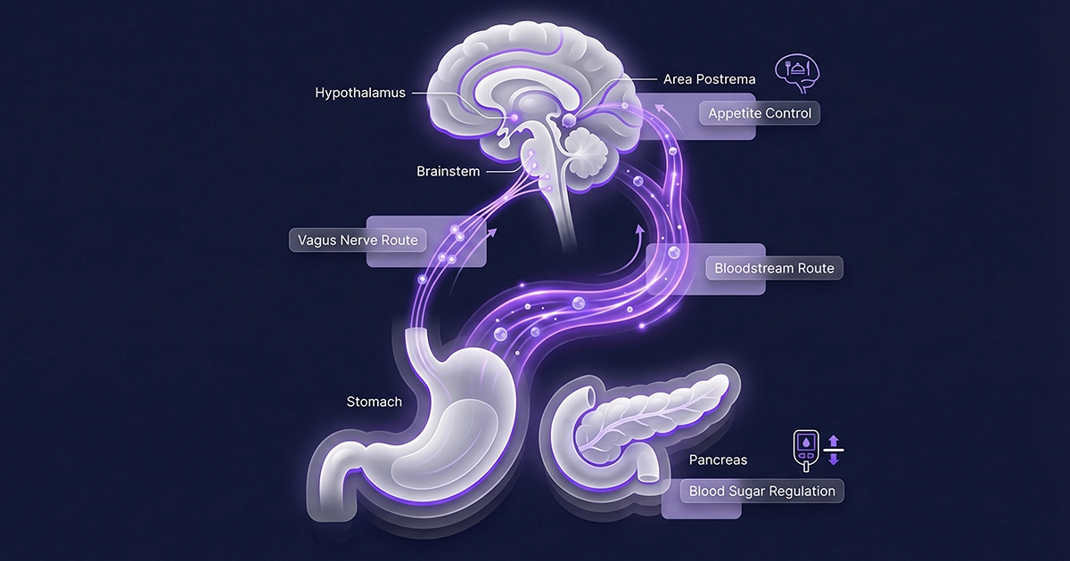 Diagram showing how GLP-1 works through coordinated signaling between the stomach, pancreas, vagus nerve, brainstem, hypothalamus, and area postrema.
