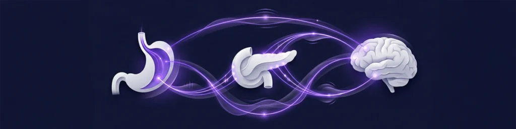 Header illustration showing how GLP-1 works through signaling between the stomach, pancreas, and brain.