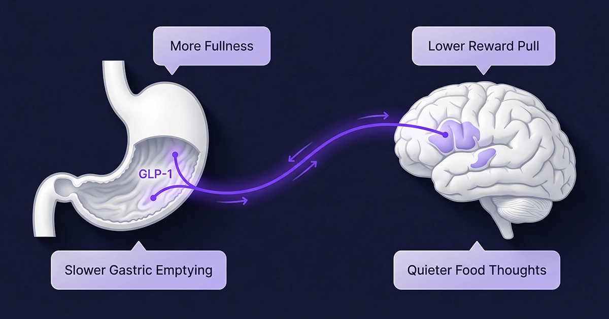 Brain illustration explaining what is food noise through the dopamine reward pathway, food cues, aberrant salience, and reduced executive control.